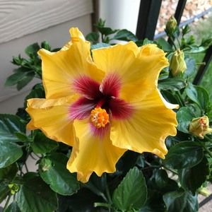 Meet your Posher, Alicia